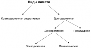 Определение объема кратковременной слуховой памяти у человека вывод